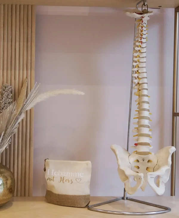 Anatomische Modelle vor der Holzlamellenwand